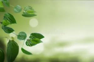 vibrant green leaves branch soft natural bokeh background perfect nature health wellness themes ample copy space 433829368.jpg